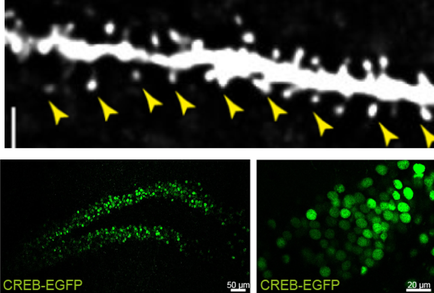 Neuroanatomical studies and immunofluorescence