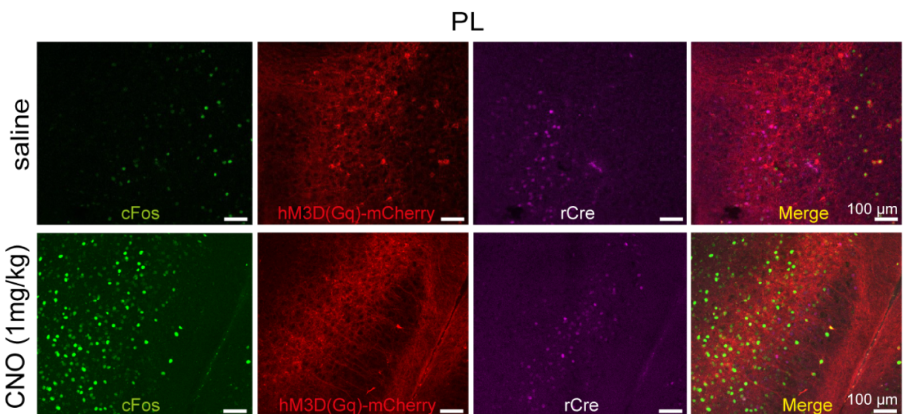 <i>In vivo</i> chemogenetics